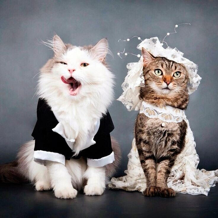 Картинка из интернета