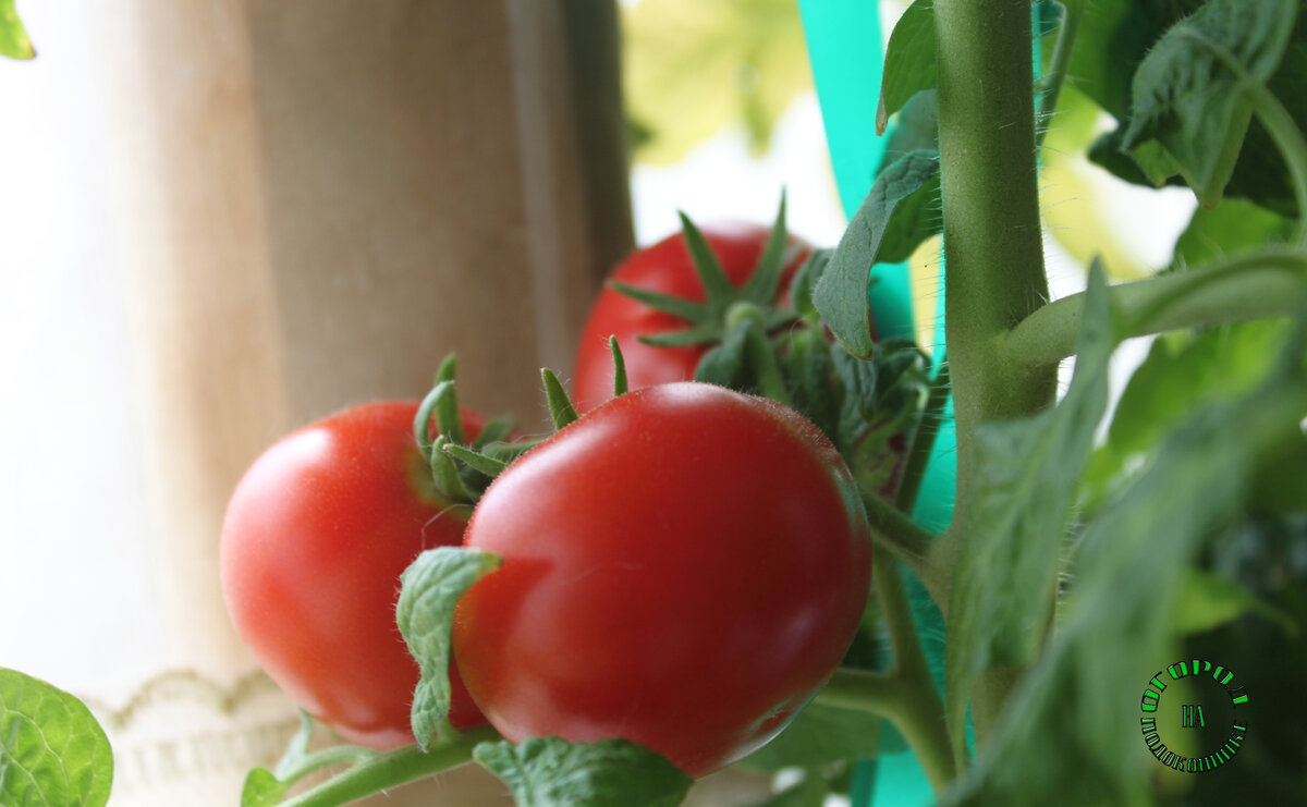Как правильно выбрать сорт томатов для выращивания дома