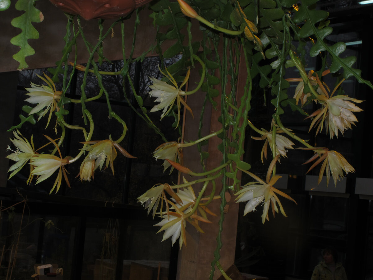 Дизокактус ангулигер. Фото автора.