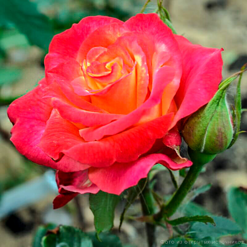 Роза чайно-гибридная "3D"