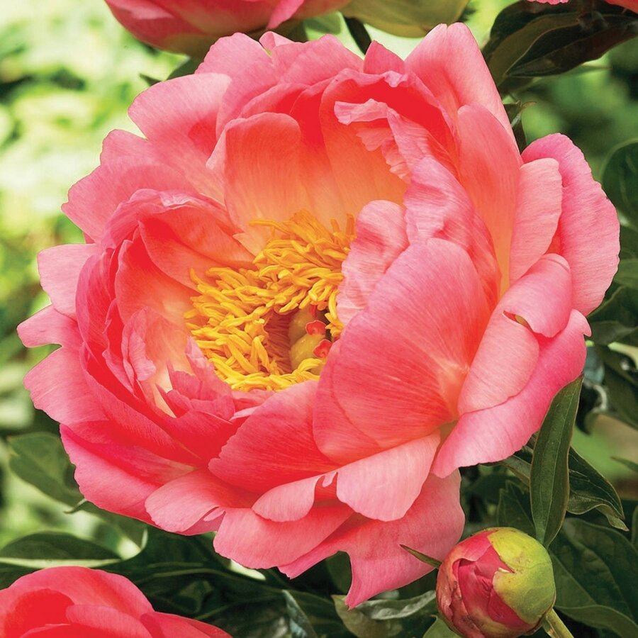 Это японский травянистый, а еще он называется молочноцветковым, пион Корал Шарм. Мне именно этот и нужен. Но его-то пока и нет в Барнауле! фото из открытых источников. 