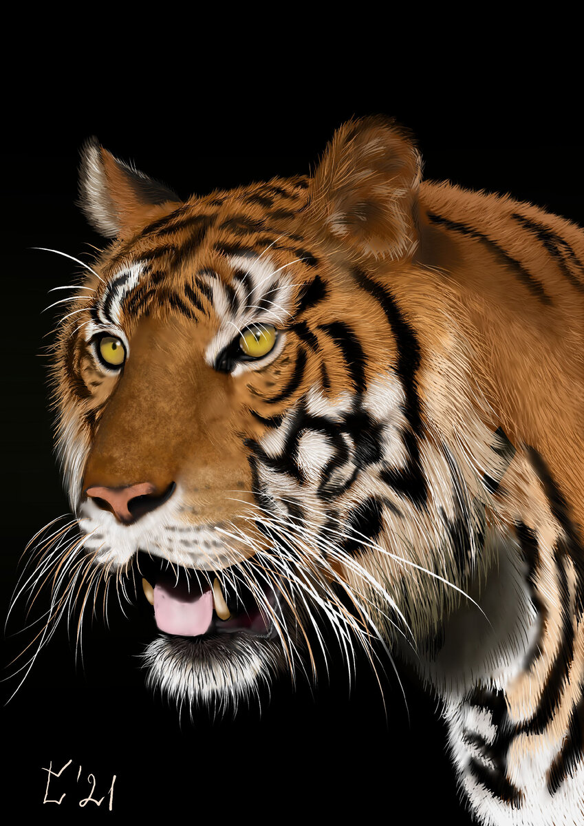 Амурский тигр фотопечать на дверь. Тигра автор. Тигр картина. Тигра автор. Тигра автор.