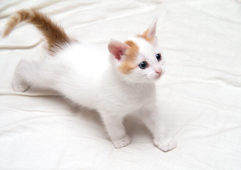 Фото взято с ru-cats.livejournal.com для примера