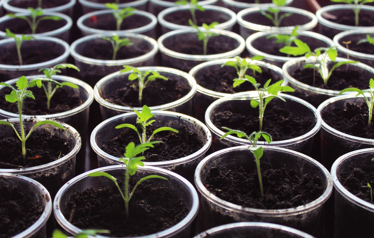 Любимая рассада.