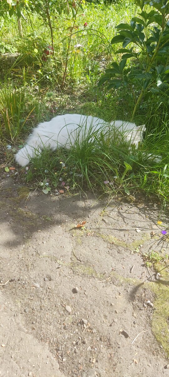 Нашей кот Васька 