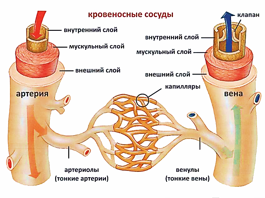 фото источник multiurok.ru