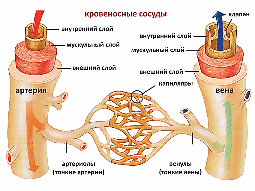 Кардиолог объяснила, как сделать сосуды чистыми без лекарств - Российская газета