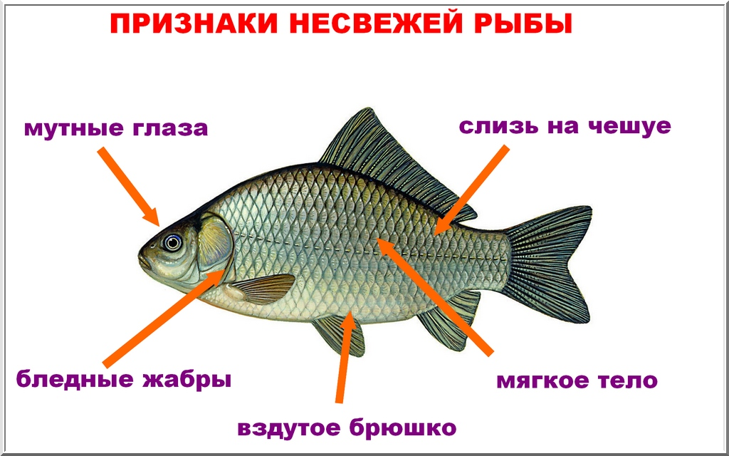 Как правильно хранить рыбу