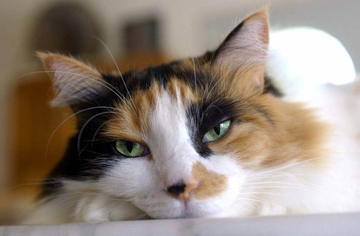 Сухой нос у кошки: норма или отклонение?