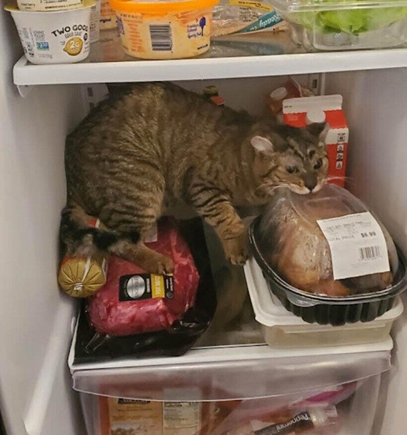 16 Ð·Ð°Ð±Ð°Ð²Ð½ÑÑ ÑÐ½Ð¸Ð¼ÐºÐ¾Ð² Ð¿Ð¸ÑÐ¾Ð¼ÑÐµÐ², ÐºÐ¾ÑÐ¾ÑÑÐµ Ð¸ÑÐºÑÐµÐ½Ð½Ðµ Ð½Ðµ Ð¿Ð¾Ð½Ð¸Ð¼Ð°ÑÑ, Ð·Ð° ÑÑÐ¾ Ð¸Ñ ÑÑÐ³Ð°ÑÑ