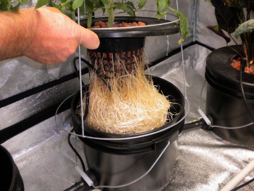 Система глубоководных культур(DWC). Источник https://i2.wp.com/www.thegrowhub.com