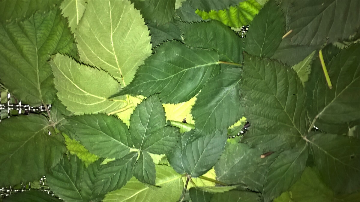 Свежие листья ежевики