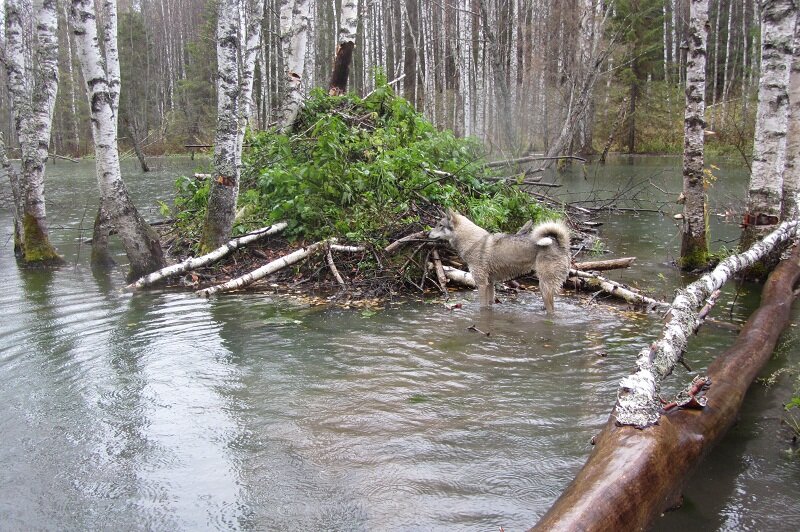 Здесь живут бобры, собака почуяла