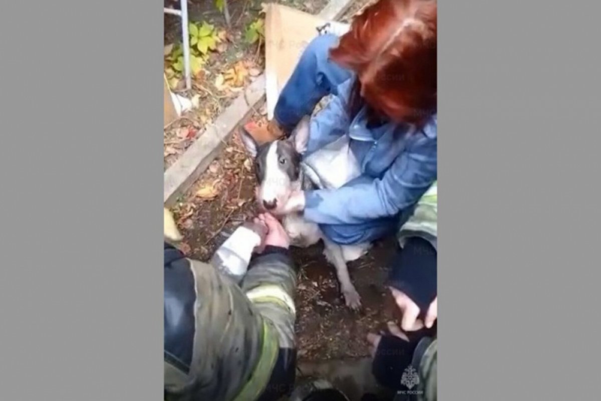    В Краснодаре вернули к жизни надышавшуюся угарным газом собаку