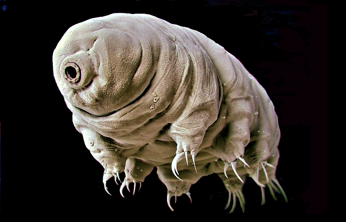 Milnesium tardigradum. Арктическая тихоходка. Тихоходка факты. Milnesium tardigradum. Тихоходка криптобиоз.