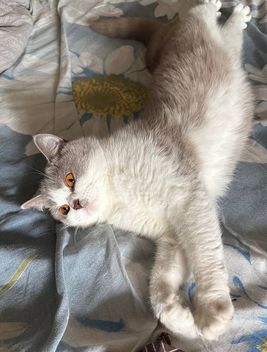 У меня трое детей. И одна кошка