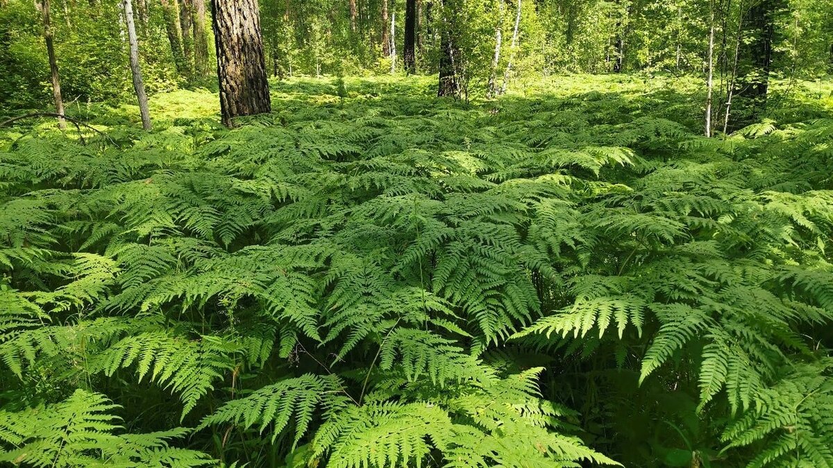     Полицейские нашли пропавшего в Лесосибирске 16-летнего подростка. Он был мёртв.