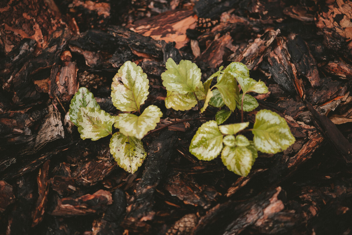 Яснотка зеленчуковая