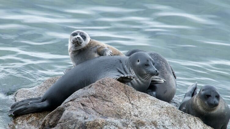    Нерпа Фото: Depositphotos