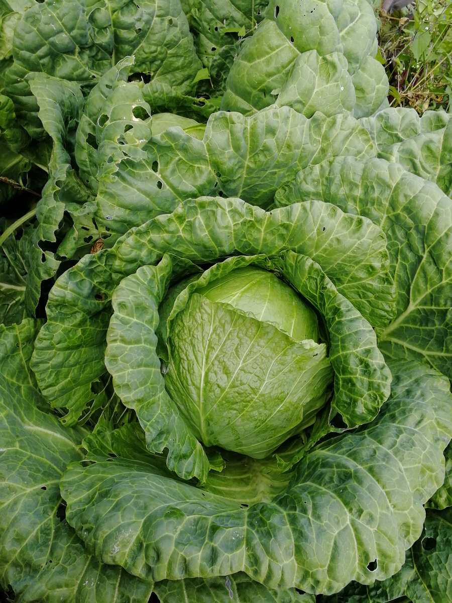 Фото автора. Наша капуста