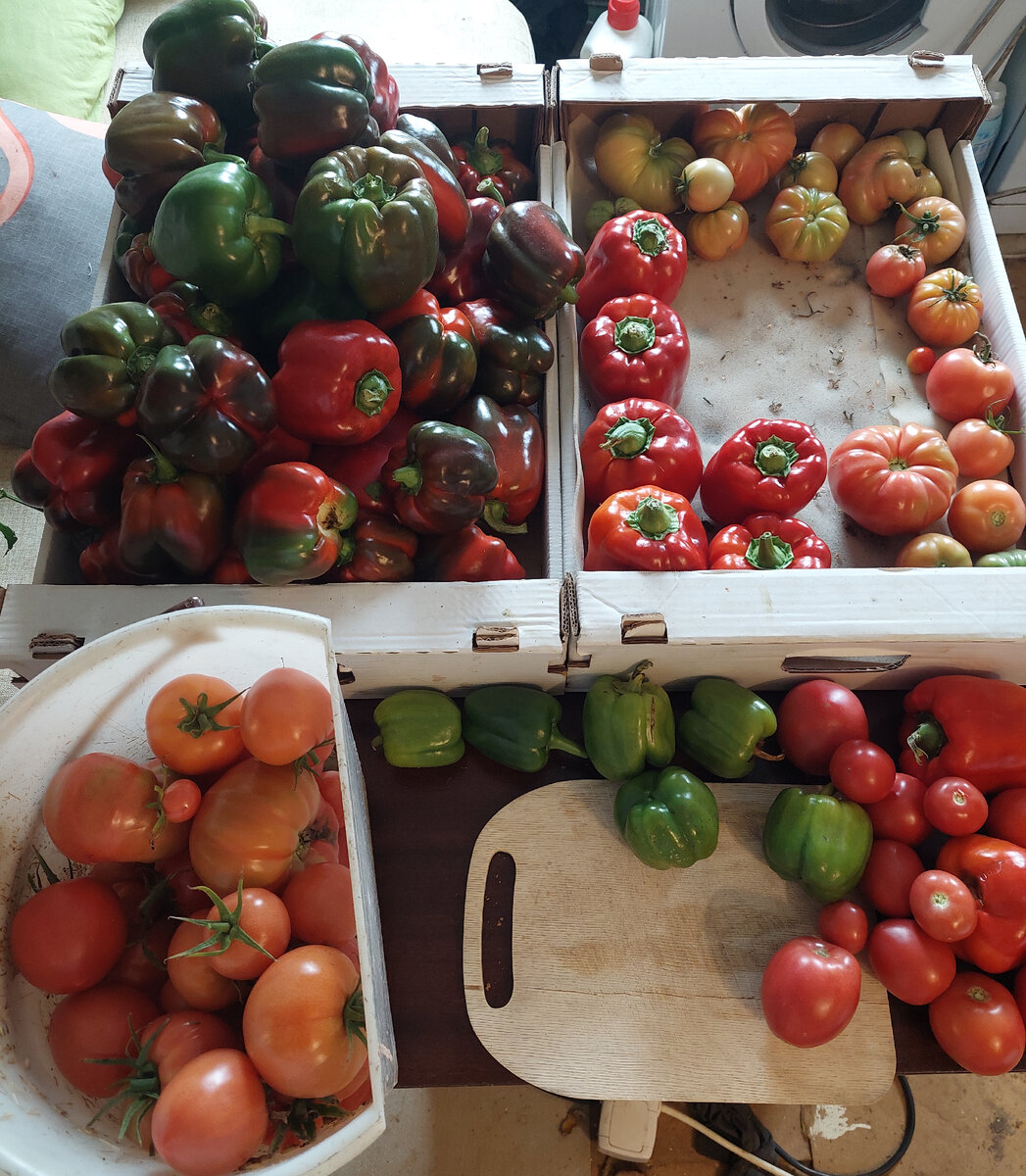 Процесс отбора помидоров и перцев на лечо.