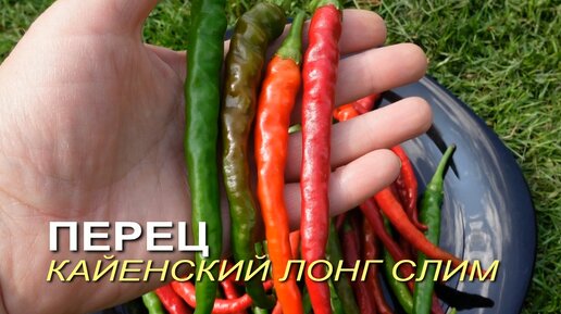 Перец острый КАЙЕНСКИЙ ЛОНГ СЛИМ. Обзор сортов ПЕРЦЕВ!