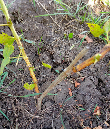 Начало вызревания побегов саженца.