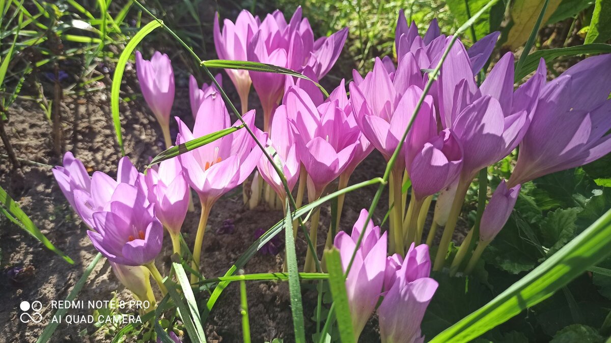 Безвременник великолепный Colchicum speciosum Stev