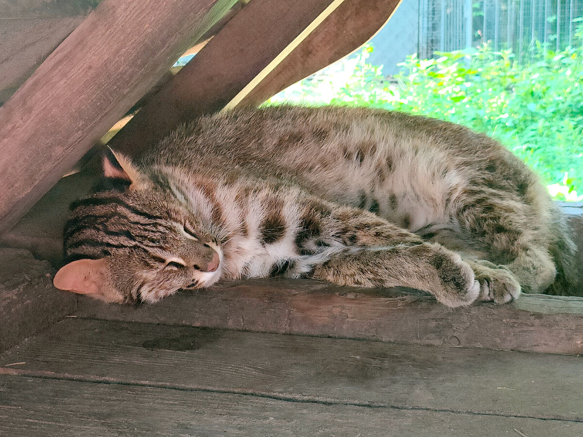 Дальневосточный лесной кот