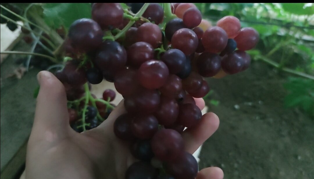 Свех ранний красный мускат. 