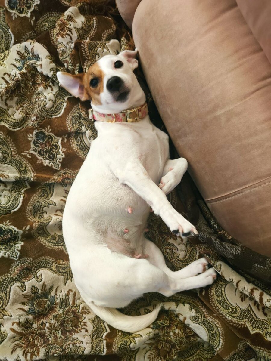 Большую часть времени Молли находиться одна в квартире. 