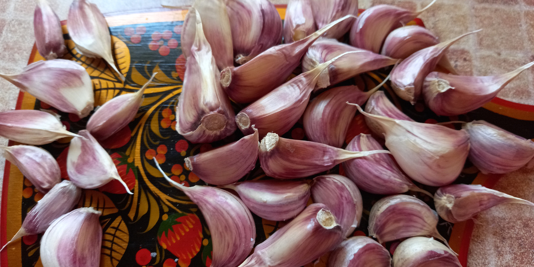 Урожай чеснока зависит от того, женские или мужские зубчики вы посадили. Эксперимент