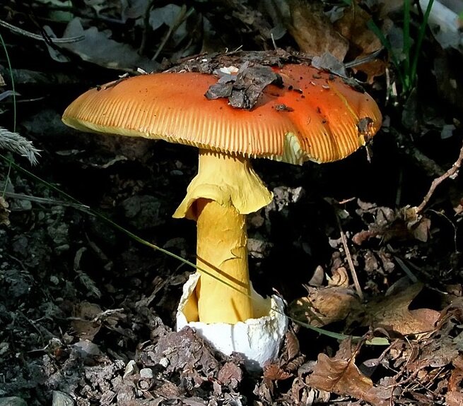 Цезарев мухомор ( Amanita caesarea)