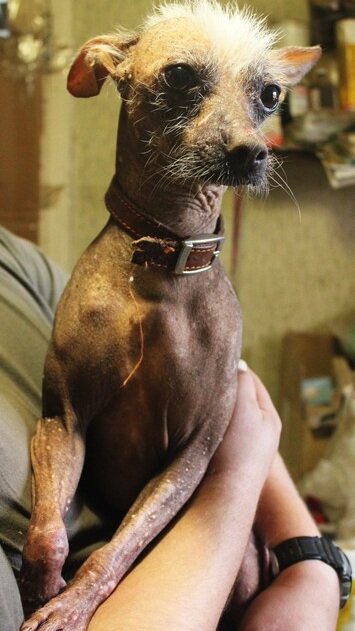 Как часто животные становятся заложниками моды! Ведь стоит выйти какому-либо фильму и вуаля, спрос на собак данной породы начинает расти в геометрической прогрессии. Например фильм