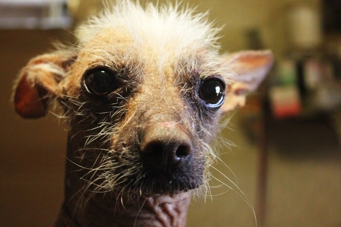 Как часто животные становятся заложниками моды! Ведь стоит выйти какому-либо фильму и вуаля, спрос на собак данной породы начинает расти в геометрической прогрессии. Например фильм