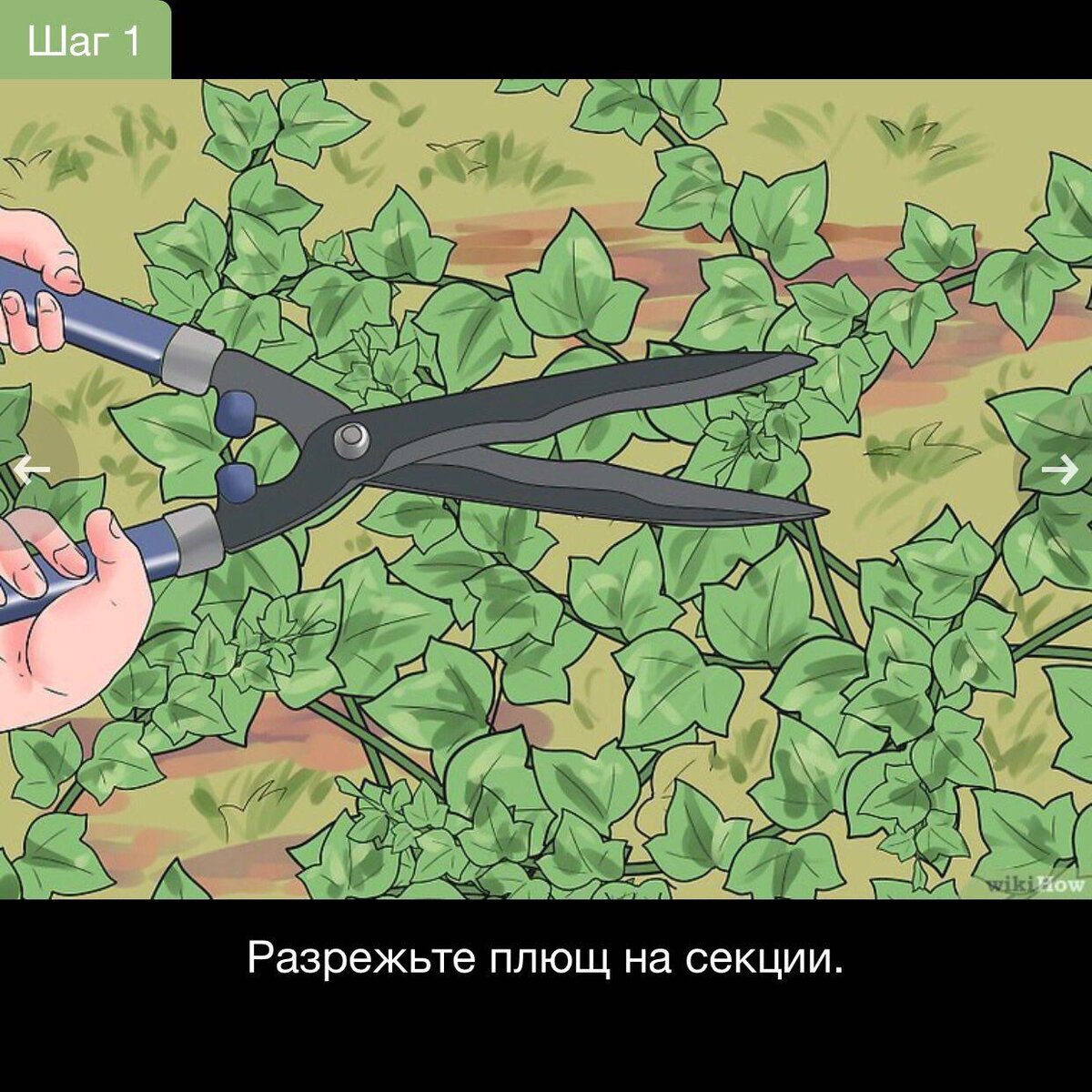 Прорежьте линии сквозь плющ вдоль земли, чтобы разделить его на большие секции. Таким образом, удалить плющ с земли будет намного легче. Когда будете резать плющ на секции, отделяйте их друг от друга. Будьте внимательны, когда работаете возле растений и саженцев, которые хотите сохранить.