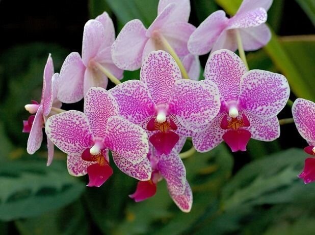 Вредители орхидей: каких врагов нужно знать в 