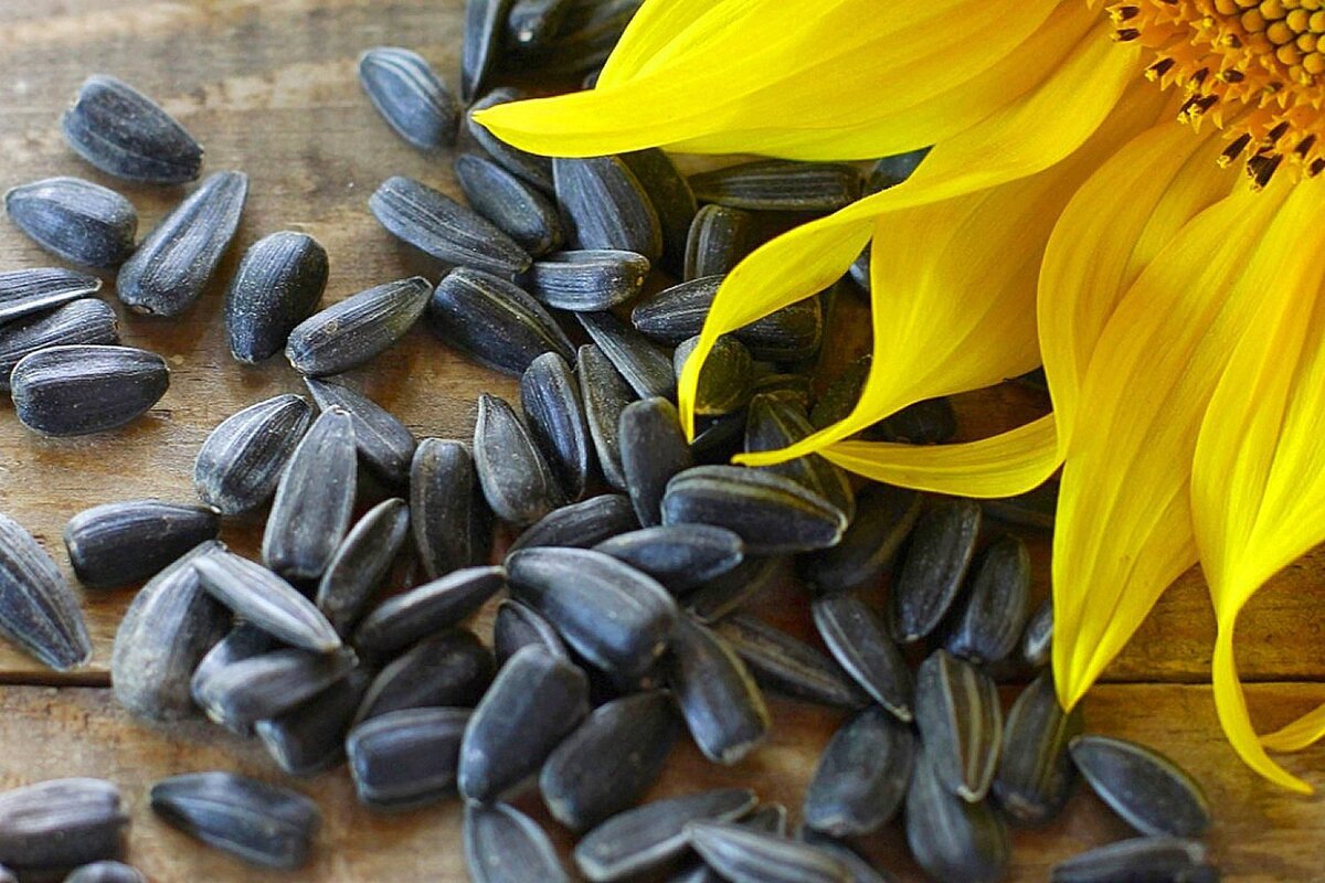 Польза сырых семечек. Helianthus annuus семена подсолнечника. Семена подсолнечника (Sunflower Seeds. Чакинские семена подсолнечника. Helianthus annuus (Sunflower) Seed Oil.