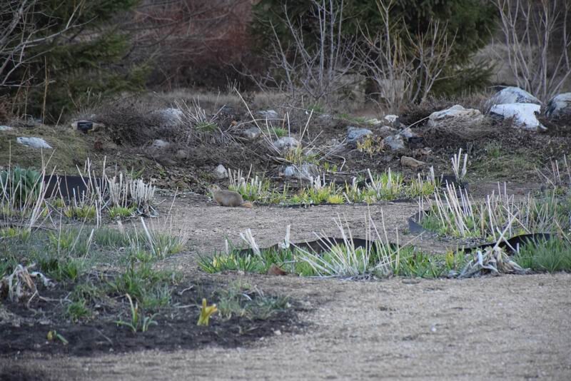 «Ты видишь суслика? И я нет, а он есть» (С).
