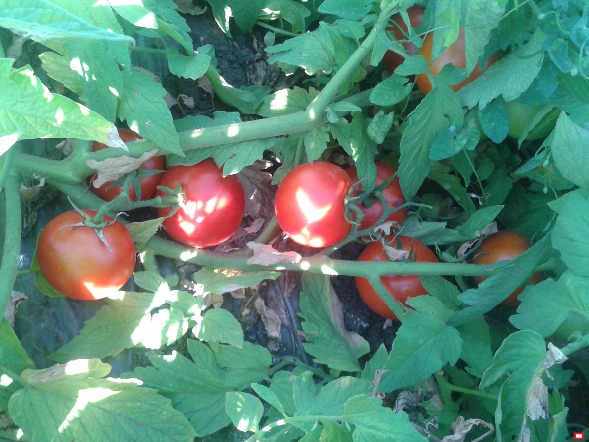 Сорт - "Саша"