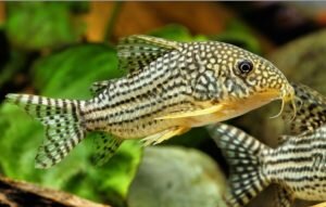 Разводка и выращивание мальков