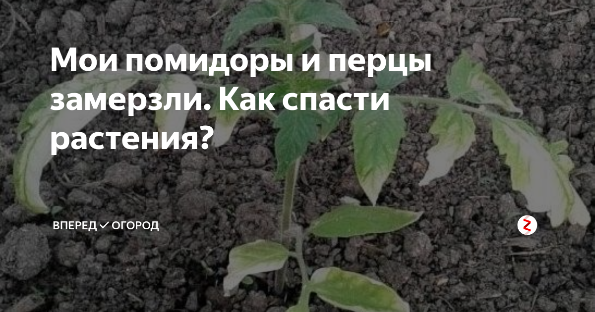 Помидоры в теплице подмерзли что надо сделать. Замерзла рассада помидор. Подмёрзла рассада помидор. Подмерзла рассада перца. Подмерз перец рассада.