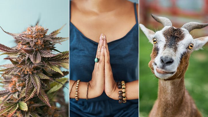 Горячая йога ушла в прошлое; пришло время ввести йогу, козу йогу и многое другое.Stocksy; Istock; Thinkstock