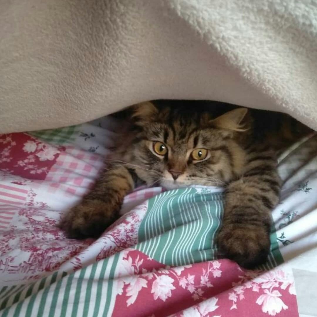 
Собственно кот Игнасий