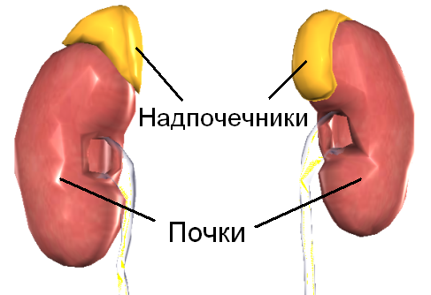 Эстроген и тестостерон вырабатывается надпочечниками. 