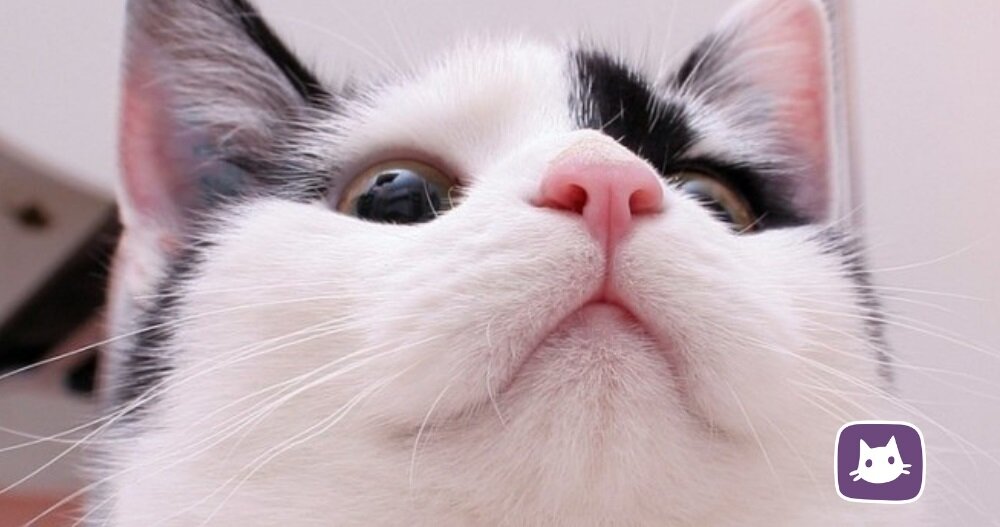 Теплый нос у кота: когда начинать волноваться?