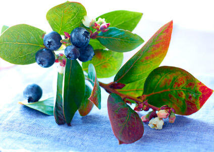 7 недель
Ваш ребенок размером с ягоду черники