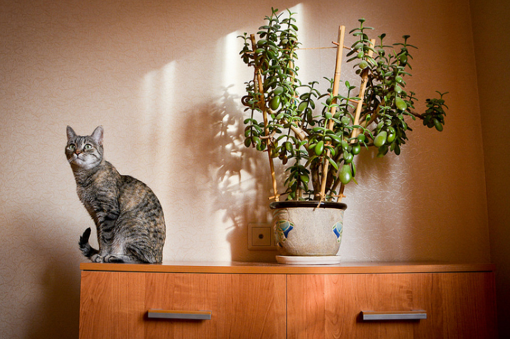 Переставить цветы с подоконников в более теплое место комнаты.