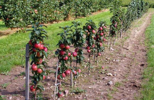 Три подвоя яблони, которые помогут создать сад даже на крохотном участке: выбираем карлики и среднерослые подвои
