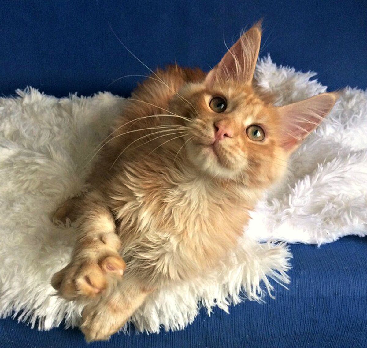 Фото котёнка из питомника Adamand-coon